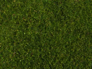 Wiesen-Foliage