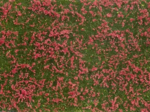 Bodendecker-Foliage Wiese rot