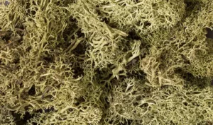 L161_f_1 SPRING GREEN LICHEN