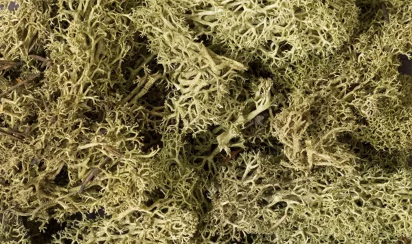 SPRING GREEN LICHEN