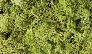 L162_f_1 LIGHT GREEN LICHEN
