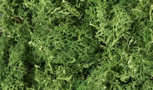 L163_f_1 MEDIUM GREEN LICHEN