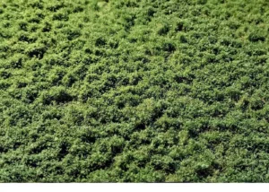 WB-PW222 Layered Tufts Weeds 2-2mm summer