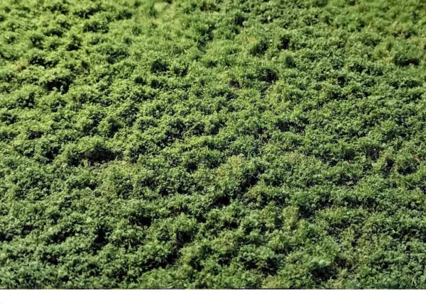 Layered Tufts Weeds 2-2mm summer