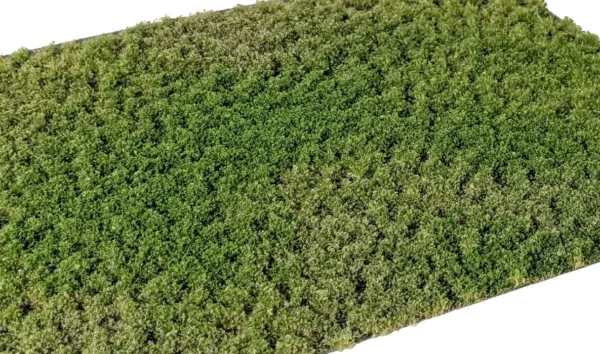 Layered Tufts Weeds 2-2mm late summer