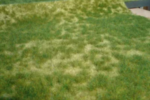 WILDGRAS SOMMER 45X17CM